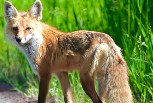 A fox stands in a grassy area, looking back with its bushy tail and alert expression.