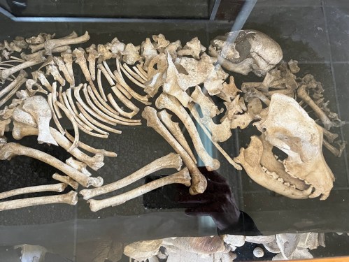 A display of animal skeleton bones, including a skull, arranged on a dark surface under glass.