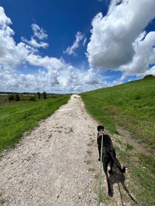 A black dog walks along a gravel path surrounded by green grass and a blue sky with fluffy white clouds.