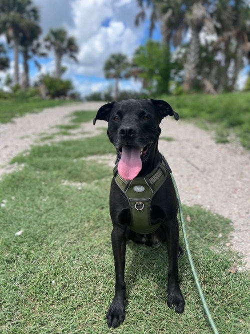 A black dog wearing a green harness sits on a grassy path, surrounded by palm trees and a blue sky.