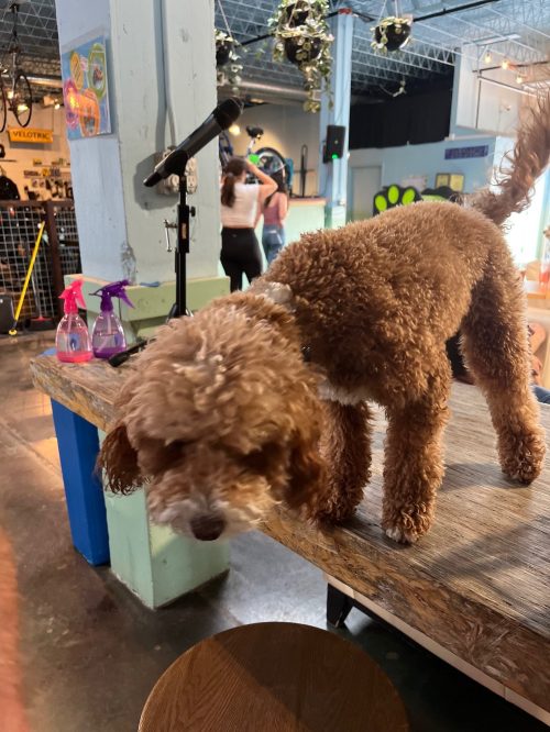 A brown, fluffy dog stands on a wooden table in a lively indoor space with people in the background.