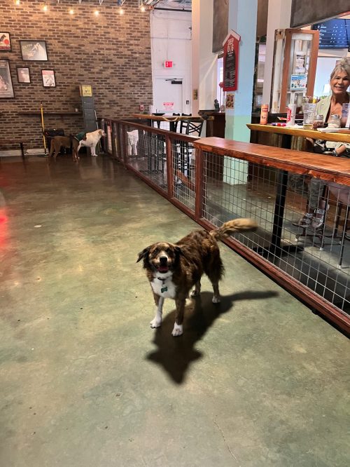 A friendly dog stands on a polished floor in a casual indoor space with people and other dogs in the background.