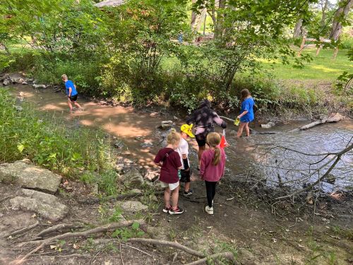 Children playing in a shallow stream surrounded by greenery, exploring and enjoying nature on a sunny day.