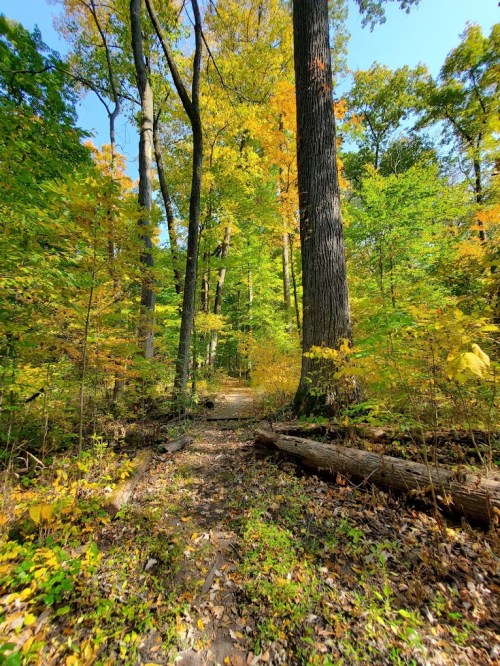 A serene forest path surrounded by vibrant green trees and autumn foliage under a clear blue sky.