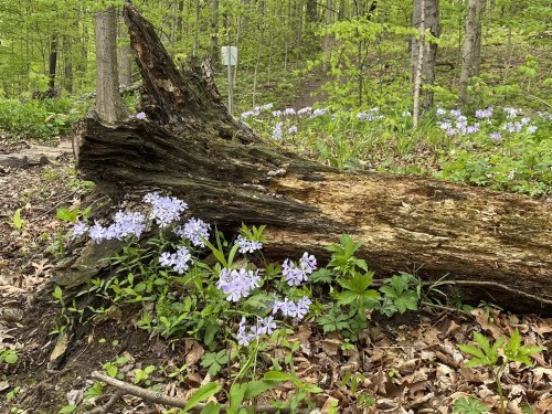 A fallen log surrounded by green foliage and clusters of light purple flowers in a forest setting.