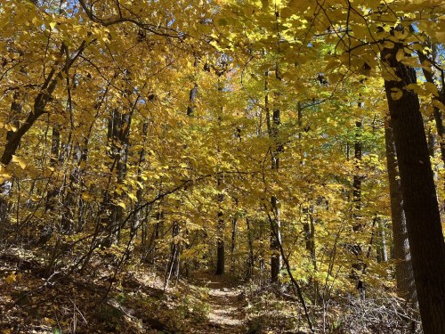 A sunlit forest path surrounded by vibrant yellow and green autumn leaves.