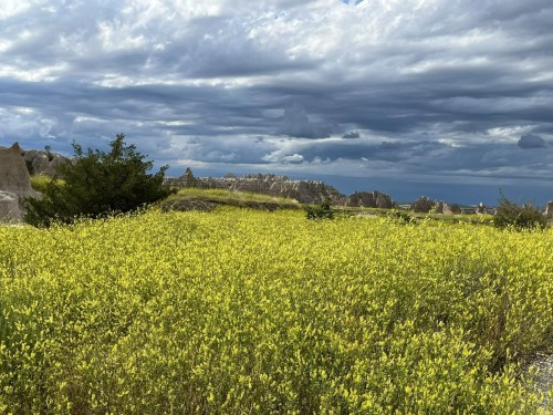 A vibrant yellow flower field under a dramatic sky with dark clouds and rugged rock formations in the background.