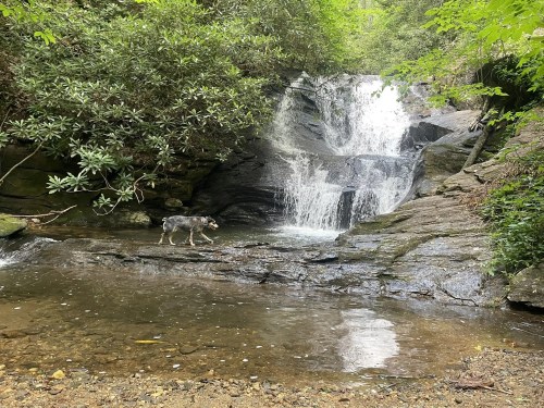 A dog stands near a serene waterfall surrounded by lush greenery and rocky terrain.