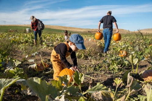A child in overalls examines a pumpkin in a field, while adults carry pumpkins in the background under a clear blue sky.