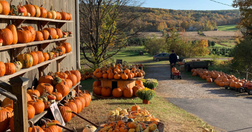 A scenic pumpkin patch with various pumpkins, a person walking in the background, and autumn foliage in the distance.