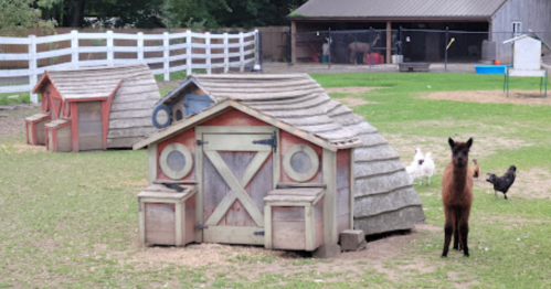 A farm scene with colorful animal houses, a llama, chickens, and ducks in a grassy area.
