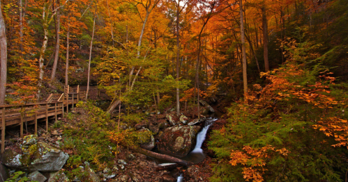 A serene forest scene with vibrant autumn foliage and a gentle stream flowing beside a wooden walkway.