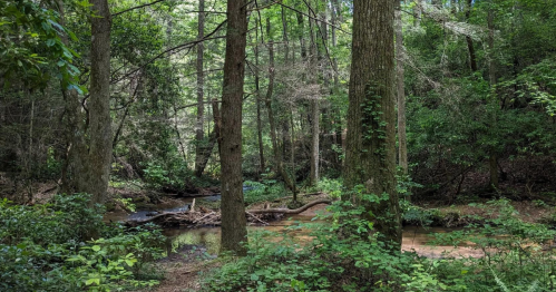 A serene forest scene with tall trees, lush greenery, and a small creek flowing through the underbrush.