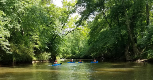 Four people kayaking on a calm river surrounded by lush green trees and sunlight filtering through the leaves.