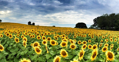 A vast field of vibrant sunflowers under a cloudy sky, stretching towards the horizon.