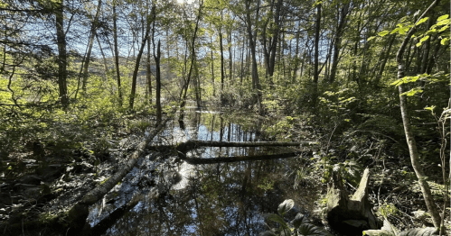 A serene forest scene with a calm, reflective pond surrounded by lush greenery and trees under a clear blue sky.