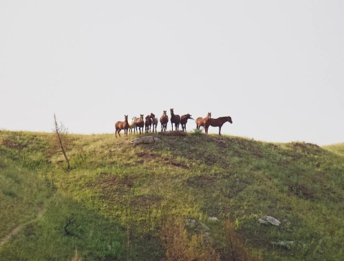 A group of horses stands on a grassy hill, silhouetted against a pale sky.
