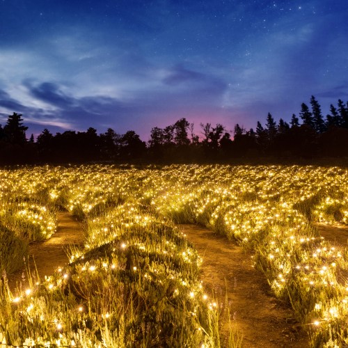 A field illuminated by countless glowing lights under a twilight sky, surrounded by trees and a colorful horizon.