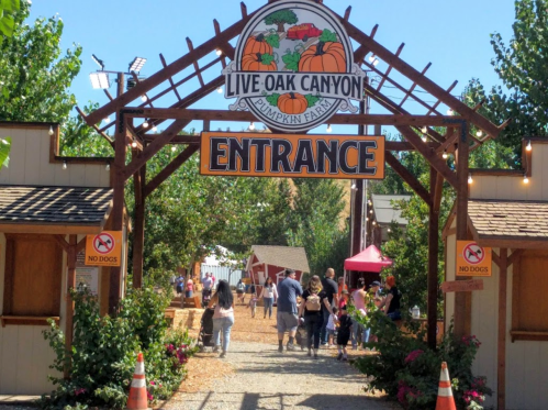 Entrance to Live Oak Canyon Pumpkin Farm, featuring a sign and visitors walking through a festive outdoor area.