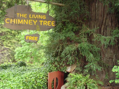Doorway into the hollowed-out redwood, called the Living Chimney Tree, near Avenue of the Giants