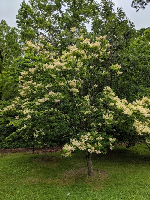 A flowering tree with creamy white blossoms surrounded by lush green foliage in a park setting.