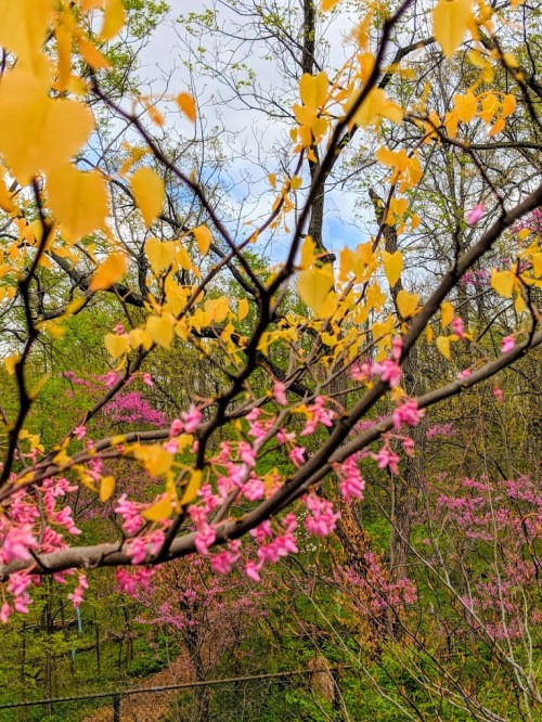 A vibrant scene of spring foliage with yellow and pink blossoms against a backdrop of green trees and a cloudy sky.