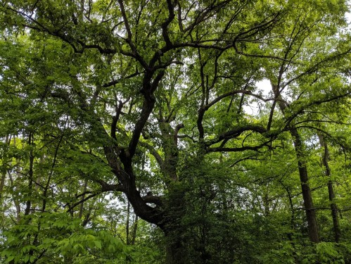 A large, leafy tree with sprawling branches surrounded by dense green foliage in a forested area.