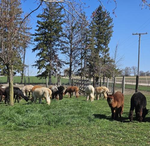 A group of alpacas grazing on green grass, surrounded by trees and a fence under a clear blue sky.