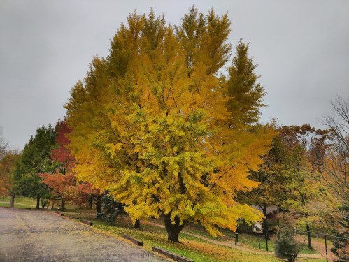 A vibrant yellow tree stands amidst a backdrop of autumn foliage in various shades of red and orange.