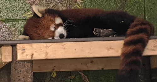 A red panda sleeping peacefully on a wooden platform, with its distinctive striped tail curled around it.