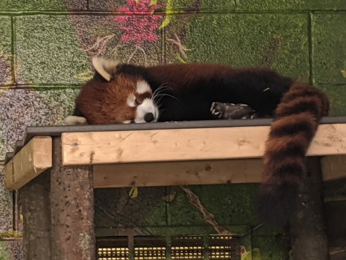 A red panda peacefully sleeping on a wooden platform against a colorful mural background.
