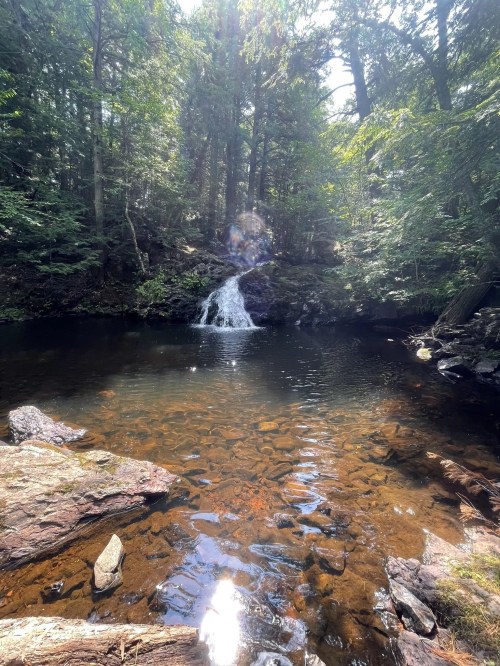 A serene forest scene featuring a small waterfall cascading into a clear pool, surrounded by lush greenery.