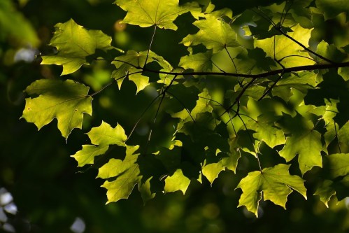 Bright green maple leaves illuminated against a dark background, showcasing their intricate shapes and textures.