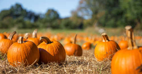 A close-up of pumpkin sitting in a large field.