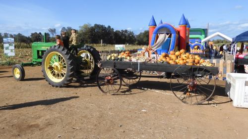 A vintage tractor pulling a cart filled with pumpkins at an outdoor event, with inflatable structures in the background.