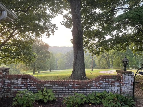 A scenic view of a lush green landscape framed by a brick wall and a large tree, with soft morning light.