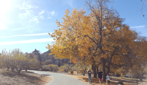A scenic path lined with autumn trees, with people walking in the distance under a clear blue sky.