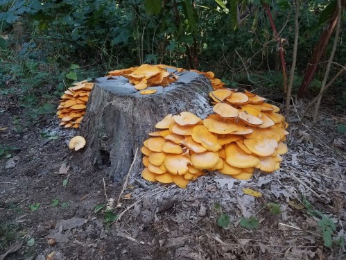 A tree stump covered with vibrant orange mushrooms, surrounded by green foliage and forest floor debris.