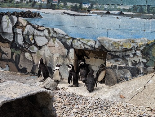 A group of six penguins stands near a mural of a rocky landscape, with one penguin entering a small opening in the wall.