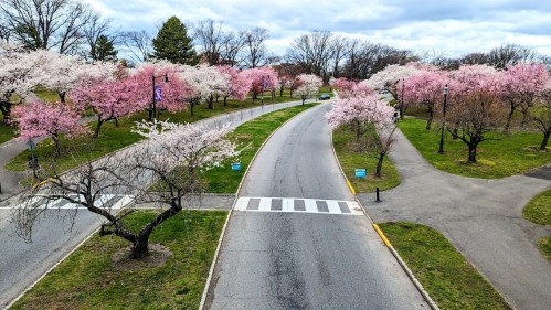 A scenic view of a park with blooming cherry blossom trees lining a winding road under a cloudy sky.