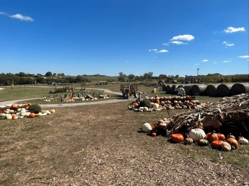A pumpkin patch with various pumpkins and gourds scattered across a grassy field under a clear blue sky.