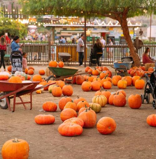 A pumpkin patch with numerous pumpkins scattered on the ground, wheelbarrows, and people in the background.