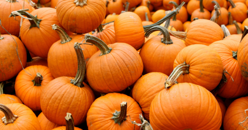 A close-up of a small pile of pumpkins.
