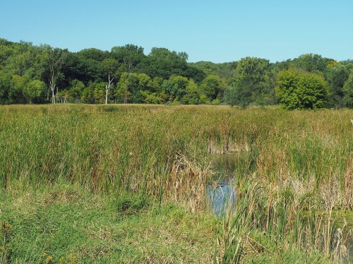 A serene wetland scene with tall grasses, a small stream, and lush green trees under a clear blue sky.