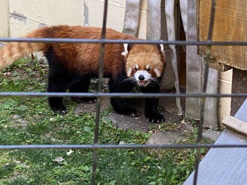 A red panda stands on grass near a wooden structure, with its distinctive reddish-brown fur and playful expression.