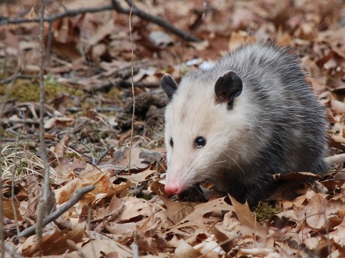 A close-up of an opossum on the forest floor, surrounded by fallen leaves and twigs.