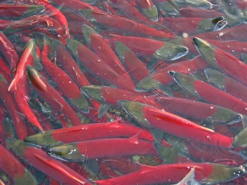 A school of vibrant red fish swimming in clear water, with some greenish hues on their backs.