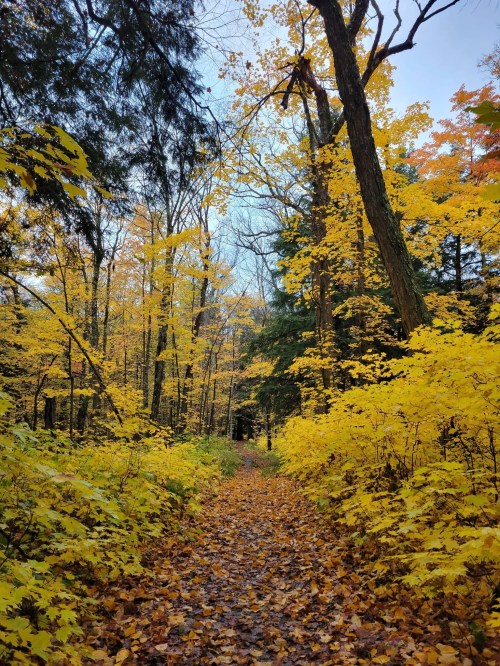 A serene forest path lined with vibrant yellow leaves and trees, creating a picturesque autumn scene.