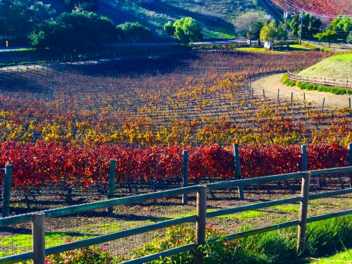 A scenic vineyard with rows of colorful autumn leaves, surrounded by green hills and a wooden fence.