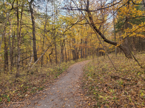 A winding gravel path through a forest with vibrant autumn foliage and fallen leaves on the ground.